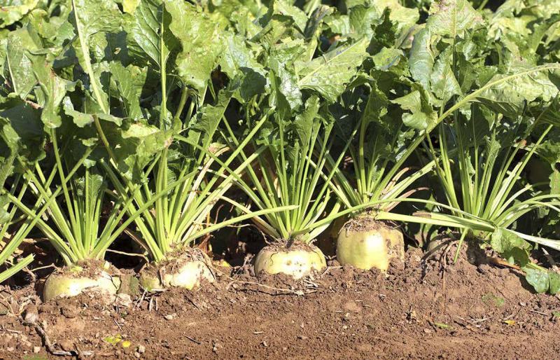 La CGB assure que, «sur les betteraves, les néonicotinoïdes n’ont pas de conséquence négative sur l’ensemble des pollinisateurs, ni sur le reste de la faune.