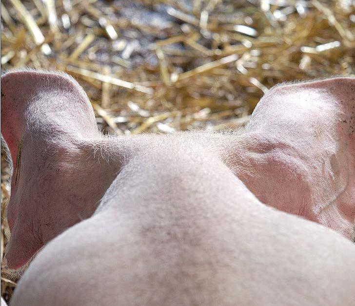 Garantissant l’origine française de la viande de porc, le label «Le porc français» constitue le socle de base de la nouvelle segmentation prévue par le plan de filière porcine.