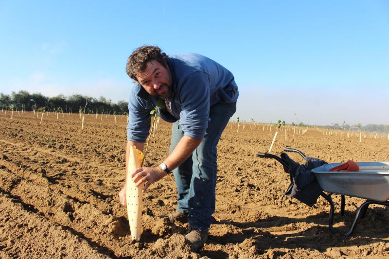 Louis Ferry installe les manchons autour de chaque plant pour le protéger des lapins et des lièvres et limiter la formation de rejets.