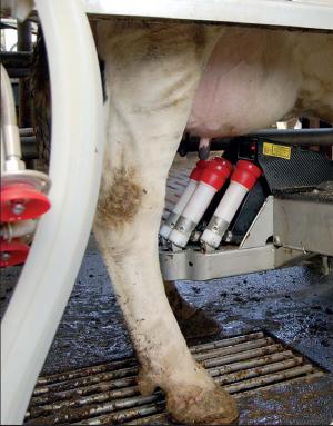 La moitié des agriculteurs français qui s’installent en élevage laitier achètent un robot de traite.