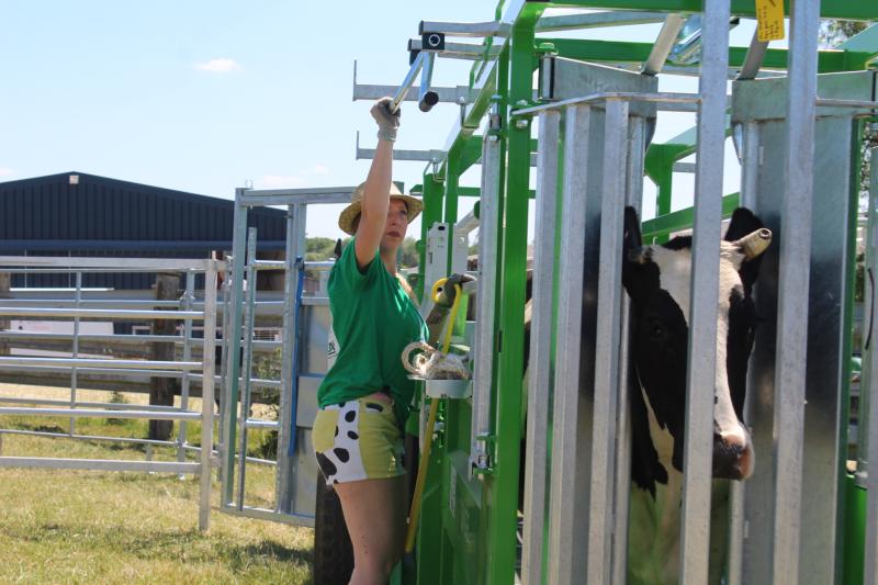 Lors de l'épreuve de contention, les agents doivent manipuler la vache dans le respect des consignes de sécurité et du bien-être animal. «La difficulté est de ne pas connaître les vaches ni le système, confie Candice Vanderstich, ici en action. Le plus important est de rester dans le calme et ne jamais être derrière la vache.»