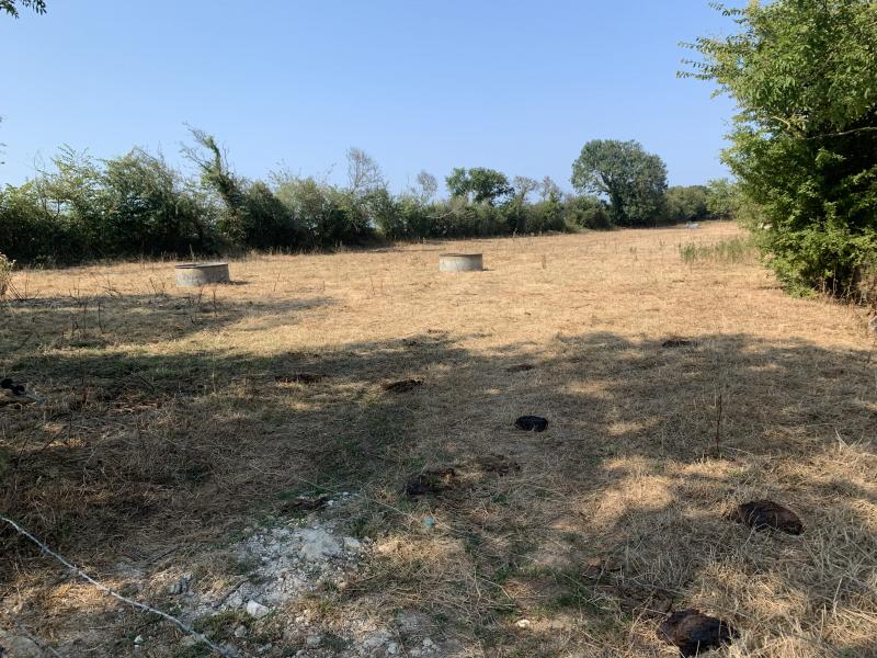 Prairie jaunie et séchée par la canicule.
