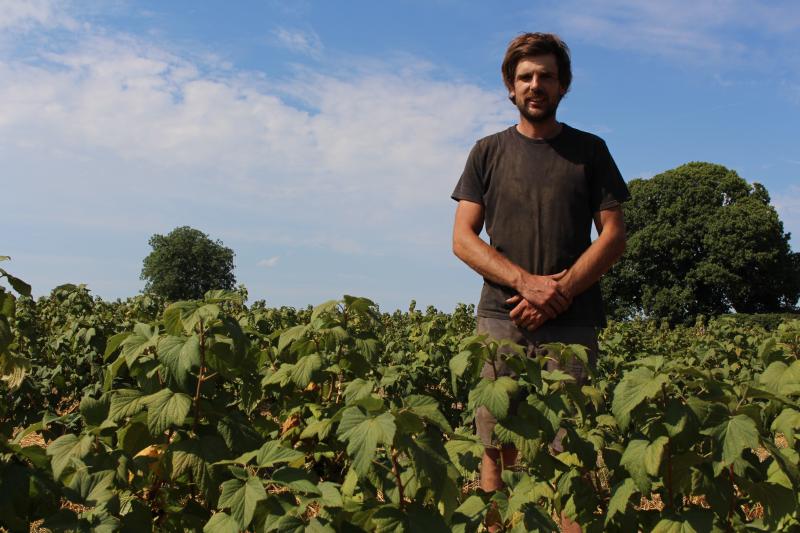 Thomas Doutreluigne devant ses parcelles de cassis qui ont déjà produit cette année, un fruit très parfumé qui sera destiné à la transformation par Fruits rouges & Co.