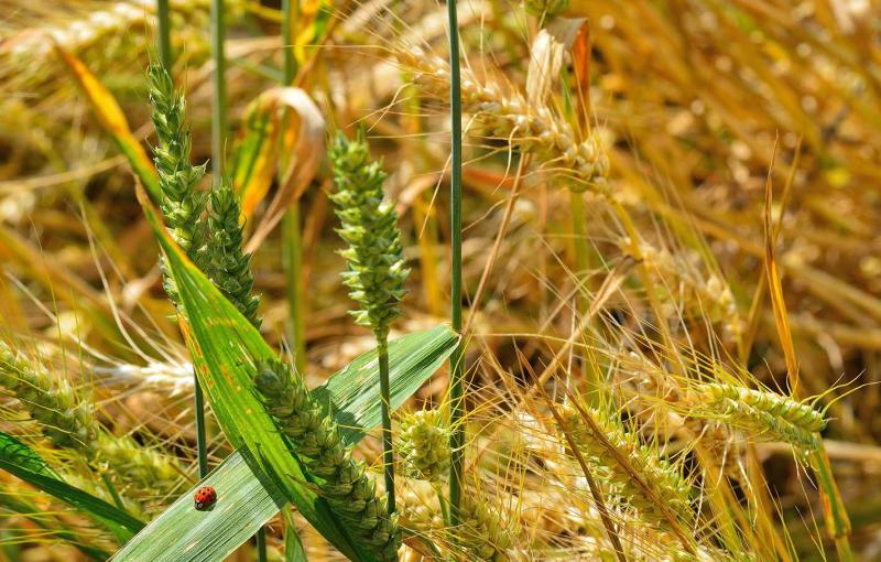 La définition européenne du biocontrôle s'appuie sur celle écrite par la France en 2014 dans son Code rural.