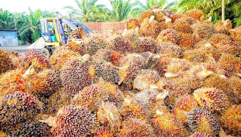 Depuis plusieurs années, l’huile de palme est utilisée de manière croissante dans les carburants avec, pour conséquence, une extension des plantations
de palmiers à huile qui concourt à la déforestation dans les pays du Sud.