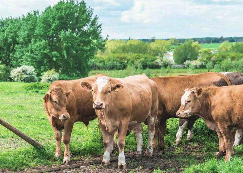 En France, les fermes sont les plus grandes d’Union européenne (123 ha, 122 bêtes) avec seulement 40 K€ de foncier en propriété sur 502 K€ à l’actif au bilan.