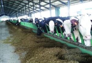 La «ferme des 1 000 vaches», à proximité des entreprises de collecte, avec achat d’aliments, est en train de devenir la norme.