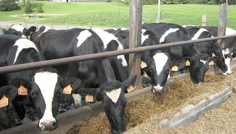 Le bien-être animal est devenu un sujet majeur de préoccupation pour les éleveurs français.