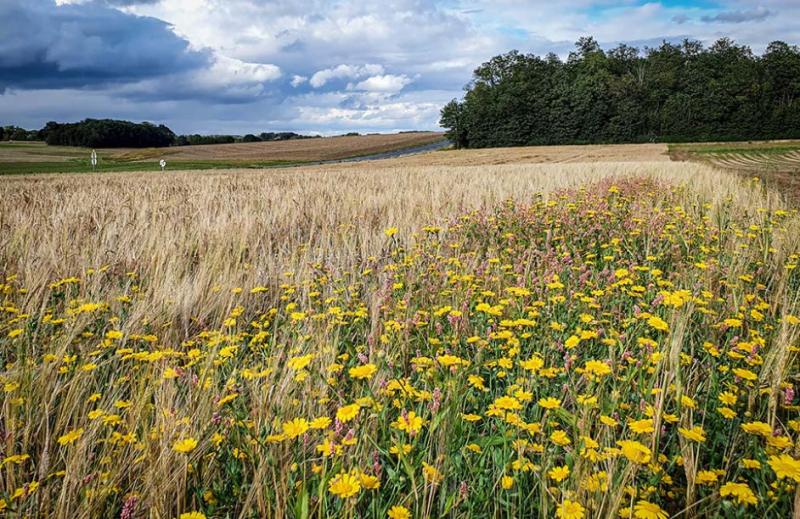 Fin 2021, la région comptait 60 000 ha bio, soit 2,8 % de la SAU.