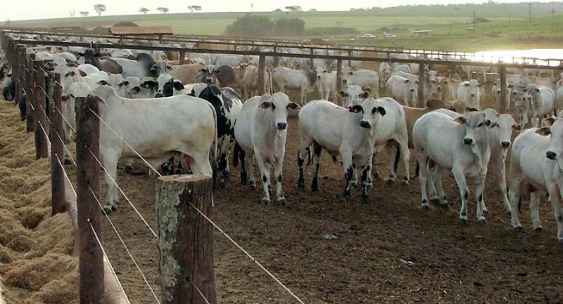 Cette année, sa production de viande bovine atteindra 11 Mtéc.