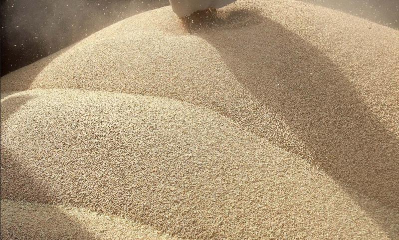 Après avoir franchi la barre des 200 e/t en juillet, les cours du blé ont frôlé les 220 e, à 219,75 e en cours de séance,
le 2 août, sur le marché européen Euronext. Le blé a ensuite cédé du terrain, repassant sous les 200 e le 27 août.