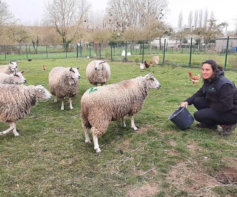 En développant l’écopâturage avec le mouton boulonnais, Aurélie Dorado
explique vouloir «contribuer à la sauvegarde de la race autrement que
par la viande».