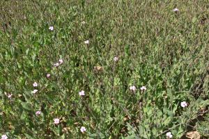 La saponaire, testée à Catenoy, pour la biodiversité.