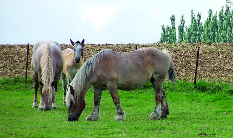 En France, environ 20 % des foyers consomment de la viande chevaline. C’est le troisième consommateur européen avec 300 grammes par habitant et par an, derrière l’Italie (800 g/hab/an) et la Finlande (440 g/hab/an).