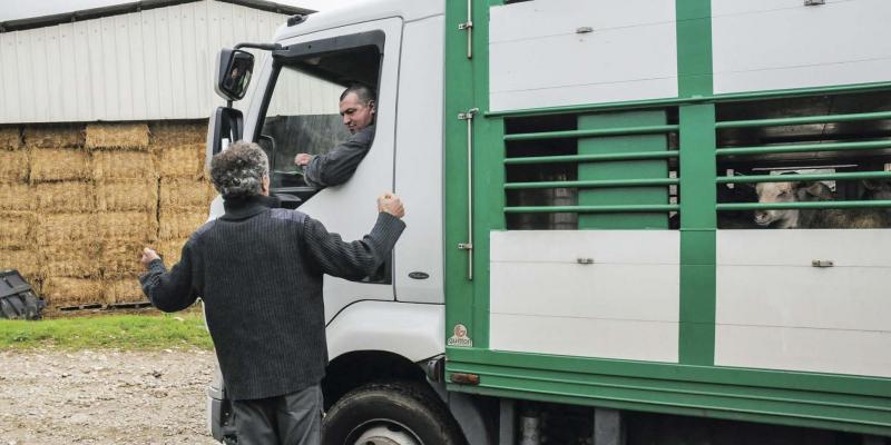 La Commission compte mener une évaluation complète de la législation en place sur le bien-être des animaux d’élevage, y compris durant les phases de transport.