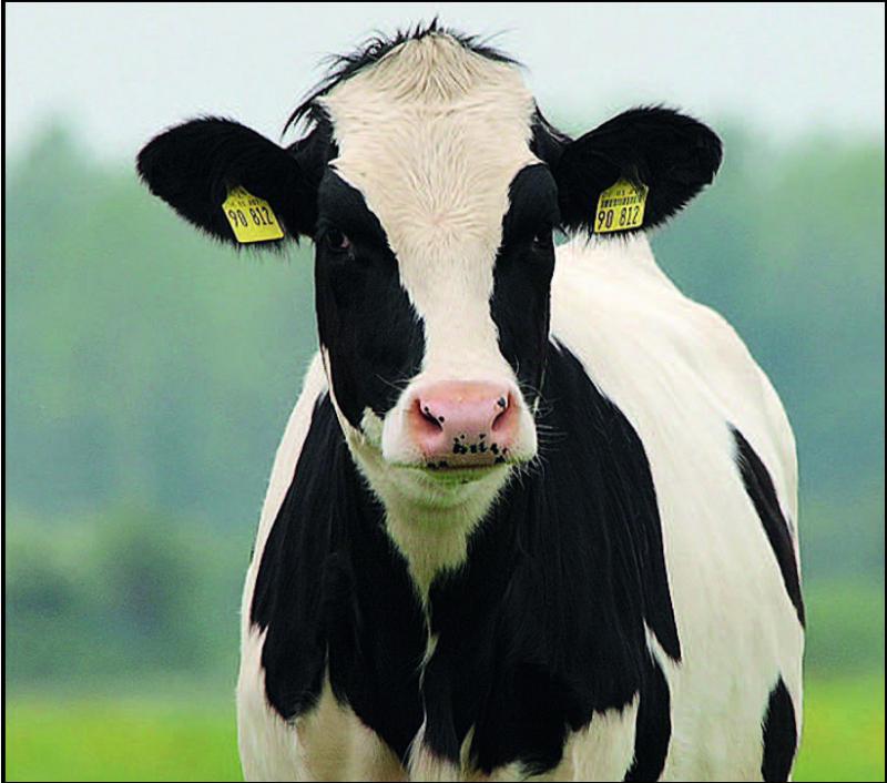 4 050 animaux seront exposés.