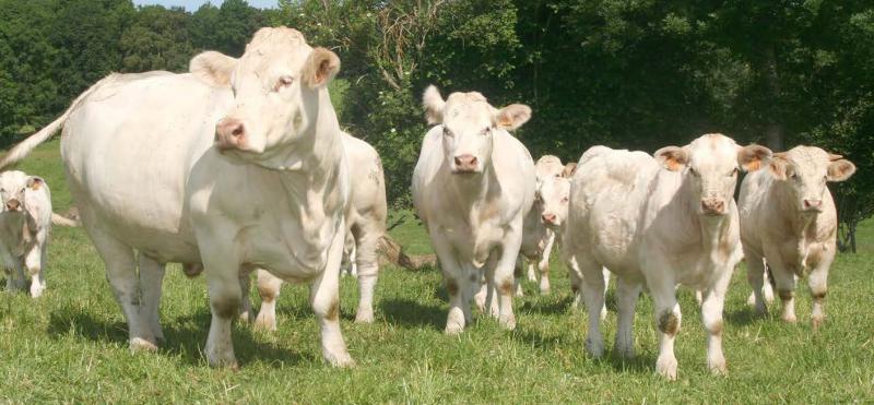 Pour la viande bovine, là encore comme en 2019, la production devrait continuer de reculer en raison de la baisse des prix et de la réduction du cheptel.
