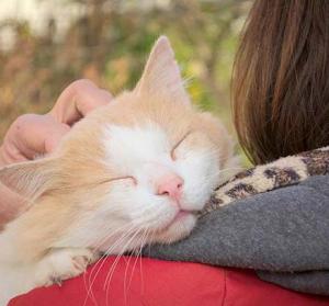 La survenue d’infections naturelles chez les chats par le virus de la Covid-19 intervient dans un contexte de forte pression virale, par contacts étroits avec leurs propriétaires atteints.