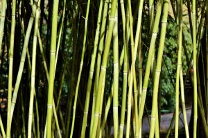 En France, les cannes de bambous ont vocation d’ornement, en particulier pour la décoration de jardins. Les pépinières de la bambouseraie d’Anduze produisent une centaine de variétés.