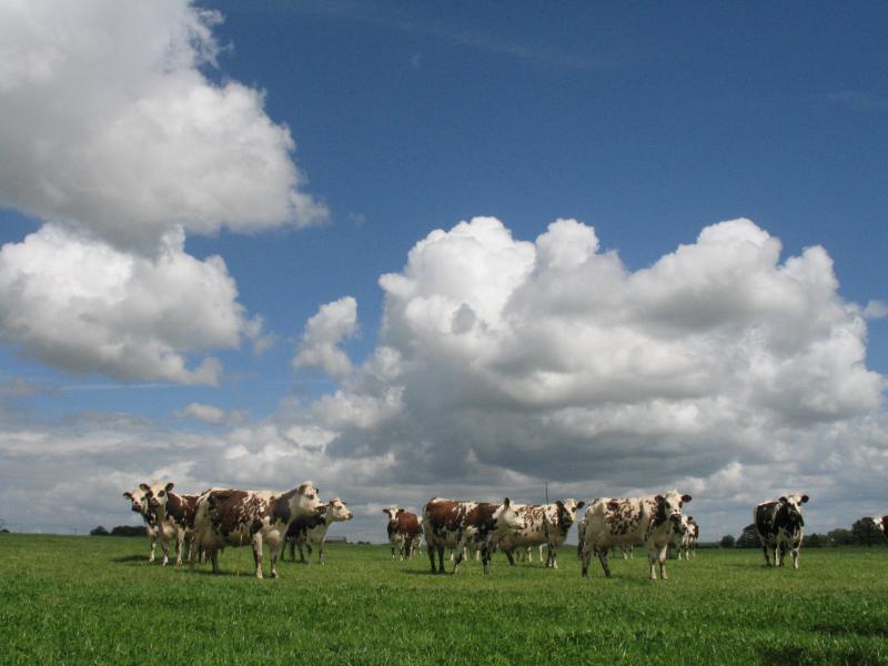 La région Hauts-de-France est repassée en régime d’autorisation en 2017 en ce qui concerne le ration prairies permanentes.