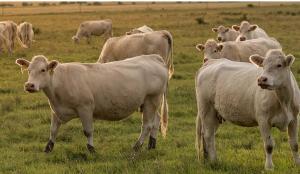 L’amortissement des vaches allaitantes constitue un bon levier fiscal pour certains éleveurs.