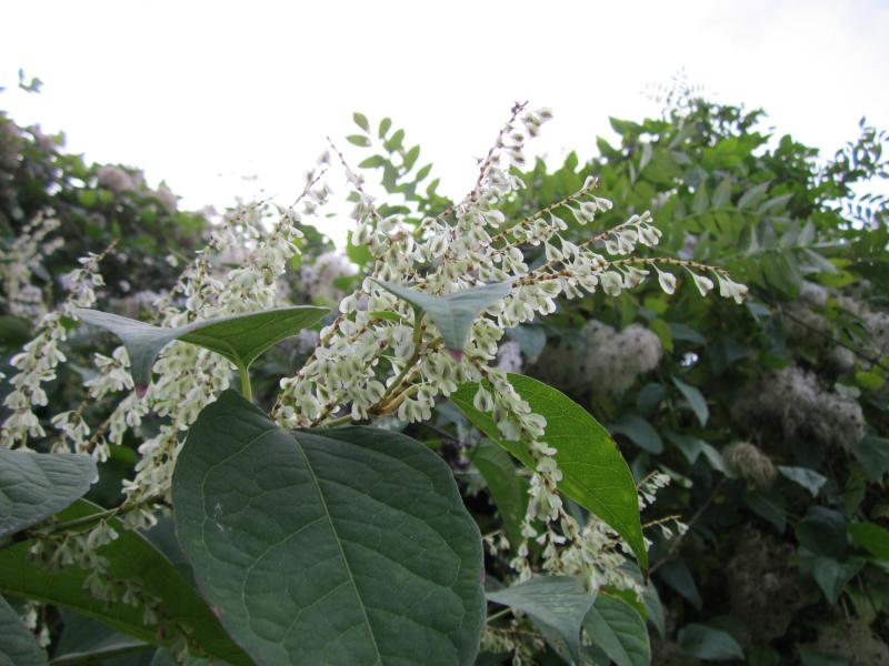 La renouée du Japon détient de la procyanidine, une molécule naturelle capable de conserver le nitrate dans le sol.