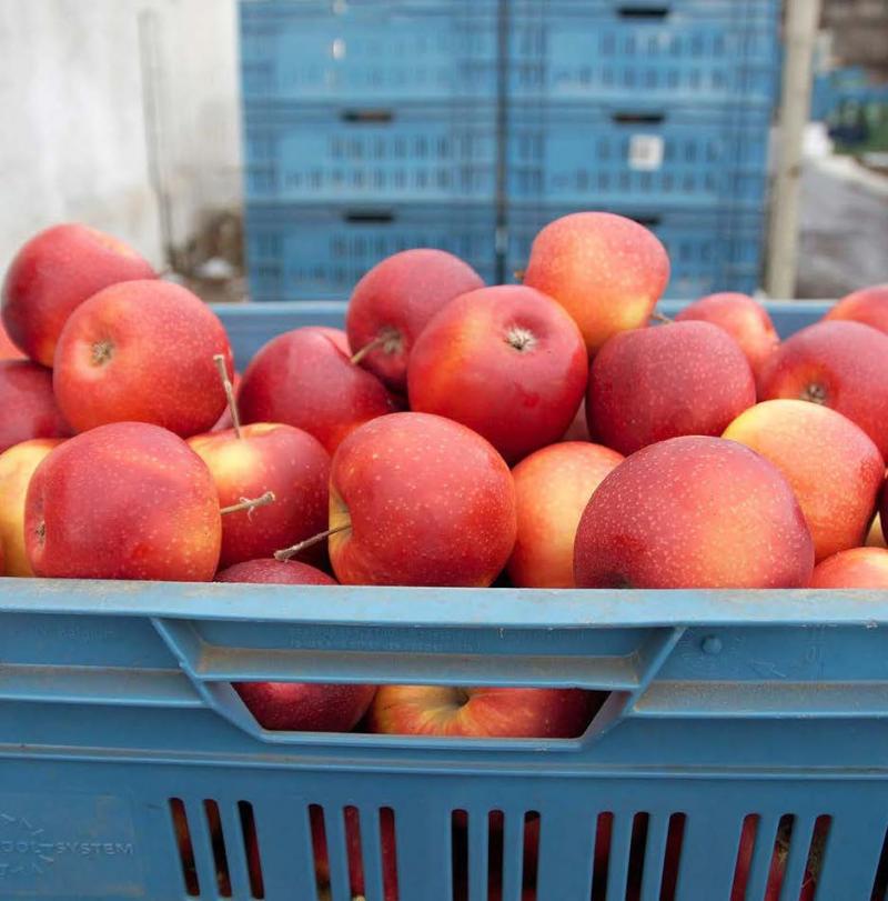 Les accords commerciaux ont permis, par exemple, d'autoriser les pommes belges au Mexique et en Thaïlande.