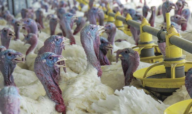 La consommation de poulet (805 000 tonnes) reste stable (+ 0,1 %), celle des dindes a augmenté de 2,3 %, «mais elle marque le pas sur le second semestre», a expliqué Jean-Yves Ménard, président du Comité interprofessionnel du poulet de chair.