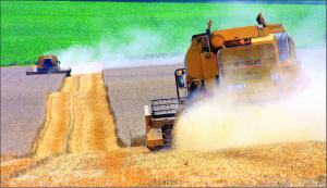 Pour le blé tendre, FranceAgriMer a intégré une légère Pour le blé tendre, FranceAgriMer a intégré une légère augmentation à la marge de la collecte (+ 37 000 tonnes) et des exportations vers l’Union européenne (+ 30 000 tonnes).