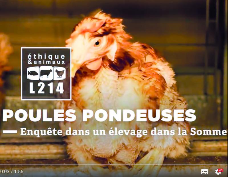 La vidéo, mise en ligne le 13 mai matin, comptait près de 75 000 vues deux jours plus tard.