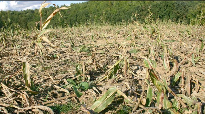Annuellement, les indemnisations versées par les fédérations départementales de chasseurs aux agriculteurs victimes
de dommages agricoles déclarés s’élèvent à plus de trente millions d’euros.