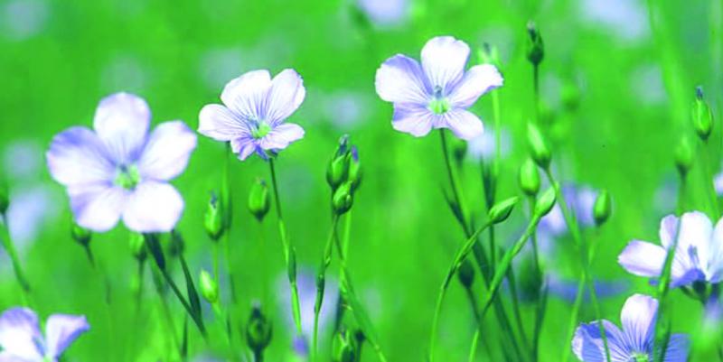 En France, le lin est cultivé sur une superficie de 89 000 hectares.