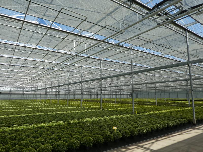 Le pays le champion du monde pour la production de fleur sous toutes ses formes, aux Pays-Bas, mais aussi à l’étranger.