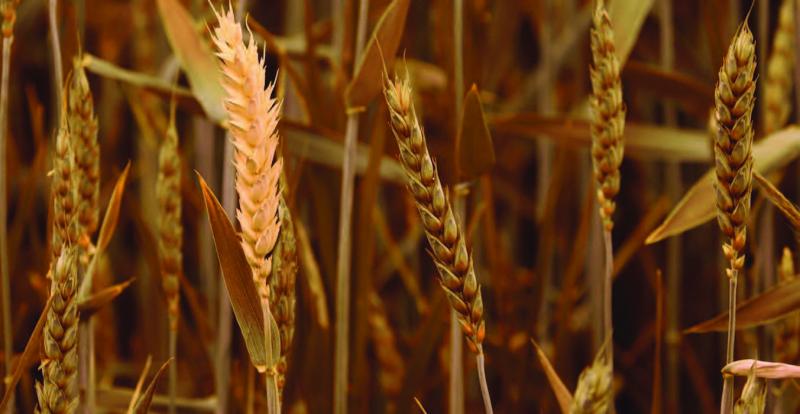 En raison des mauvaises conditions climatiques, au semis puis au printemps, le potentiel de rendement des céréales à paille est dégradé.