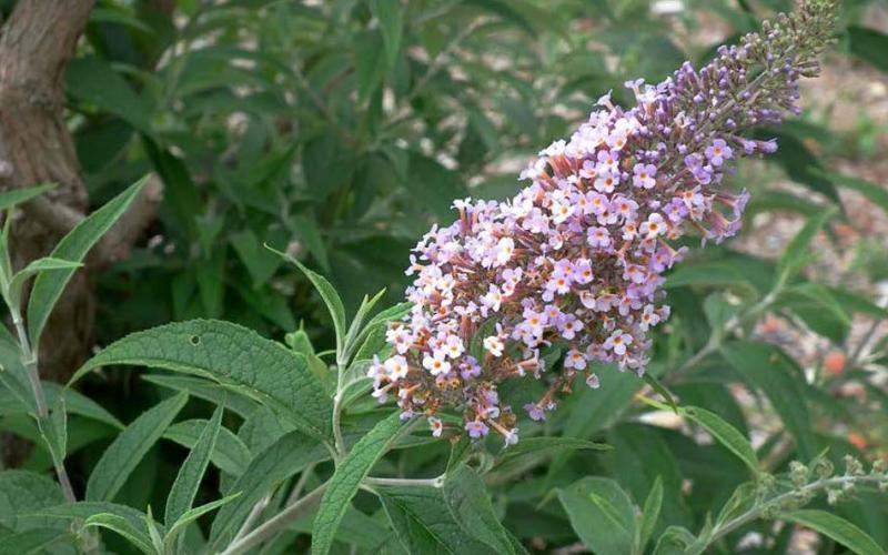 Le Buddléia de David originaire de Chine, aussi appelé Arbre aux papillons, est particulièrement abondante le long de la vallée de la Somme et de l'Oise.