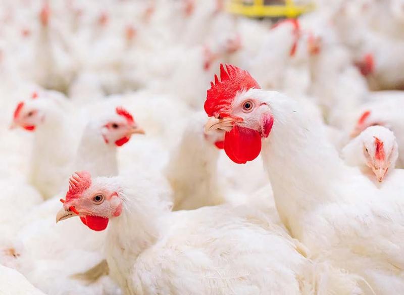 Le poulet reste le moteur de la croissance de la consommation de volaille.