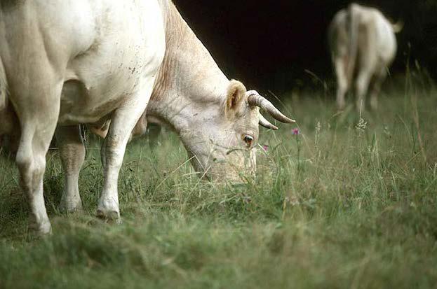 La future politique européenne «de la ferme à la table» devrait s’intéresser
particulièrement au bien-être animal mais beaucoup de questions restent
posées et des sujets variés.