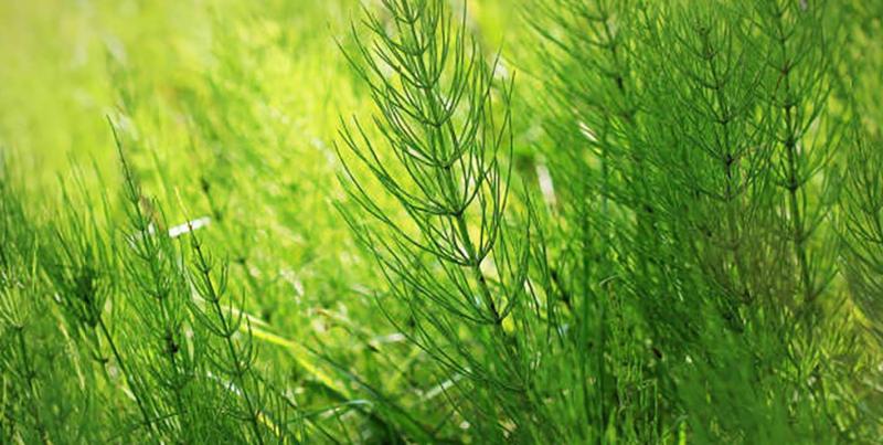 La prêle des champs fait partie des plantes autorisées en tant que Snub.