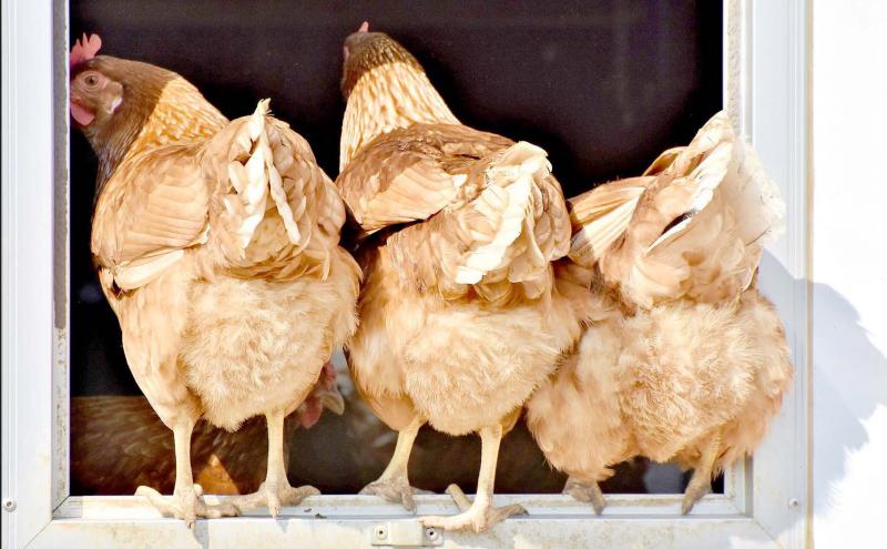 Entre 2017 et 2018, la production d’oeufs en élevage alternatif (élevage de poules hors cage) a augmenté de 9%.