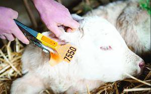 Depuis le 2 août, tous les éleveurs doivent poser une boucle de dépistage BVD sur loreille droite du veau dès sa naissance.