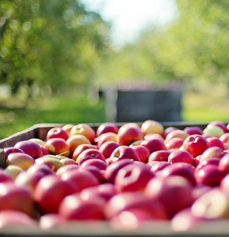 La récolte devrait s’élever à près de 1,5 Mt de pommes.
