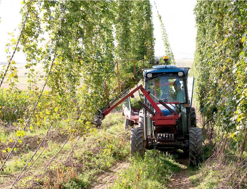 L'Alsace est aujourd'hui encore la première région productrice de houblon, avec environ 95 % des volumes produits en France.