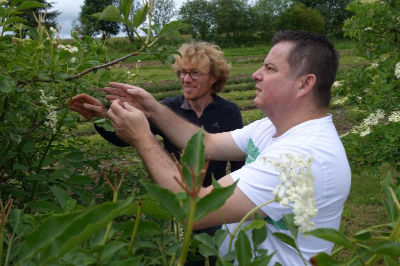 Quand Alain Grandemange accueille Régis Saladin, le directeur fondateur des laboratoires Phytodia, sur ses plates-bandes, les deux content fleurettes. Ici, dans les sureaux.
