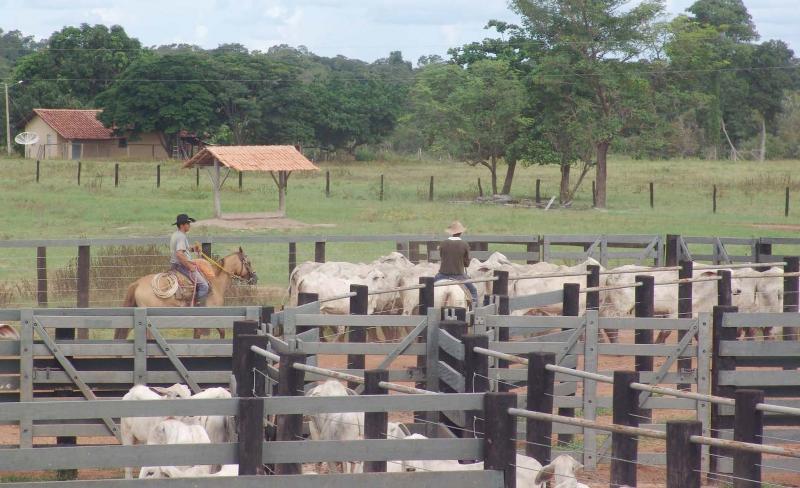 La perspective de voir entrer près de 100 000 tonnes de viande bovine d’origine sud-américaine sur le sol européen inquiète les éleveurs français.