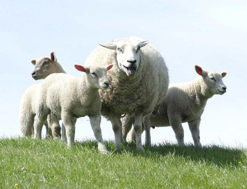 La filière ovine souffre du vieillissement de ses éleveurs sur le territoire français. Pour y remédier, elle a mis en place plusieurs programmes successifs
de promotion de l’élevage ovin.