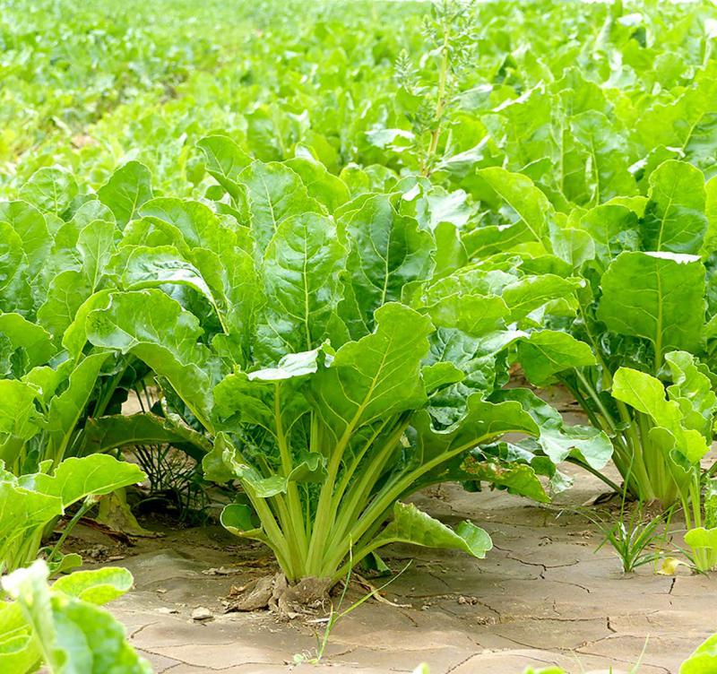 Concernant les prix de la betterave, les planteurs de Saint Louis Sucre ne connaissent toujours pas le prix de la récolte 2017. Tereos a annoncé un prix minimum de 25 EUR/t et Cristal Union a annoncé la suppression du prix minimum dès la campagne 2018.
