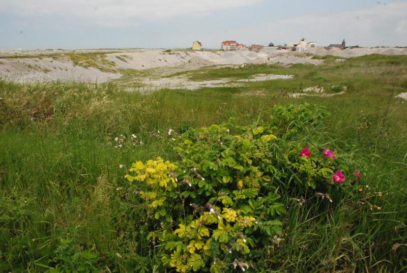Le rosier rugueux.