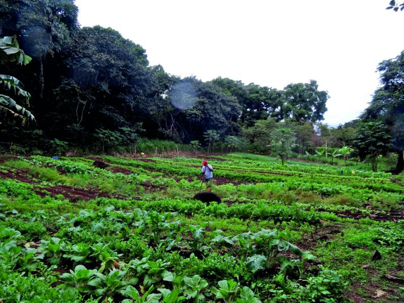 Daniel Bermeo, maraîcher, fait pousser des caféiers et des arbres chétifs adaptés au climat.