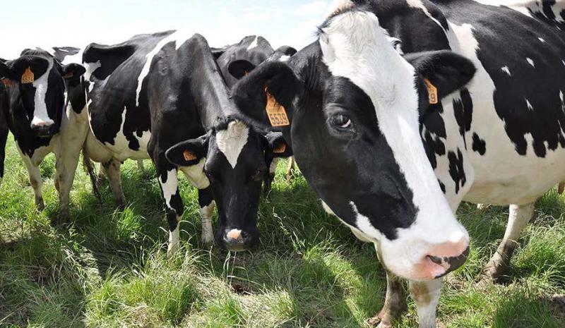 L’Italie et l’Espagne ont réduit leur demande de lait spot français.