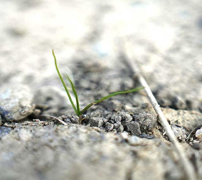 Contre une cotisation modique à l’hectare, les producteurs seraient indemnisés à 100 % pour les pertes de récoltes, dès lors que le seuil de déclenchement établi à 50 % des pertes est franchi.